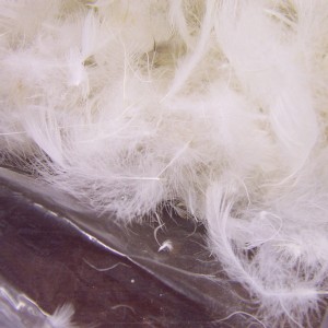 Click to Enlarge - Picture of Goose Down